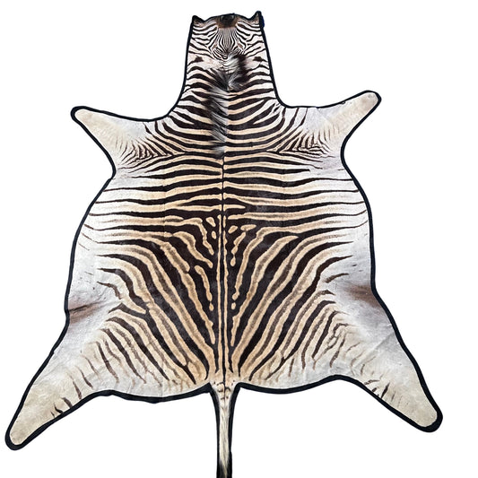 Real Zebra Skin Rug Felted Burchells Zebra Hide # 42 Huge Size: 8.3X 7 feet