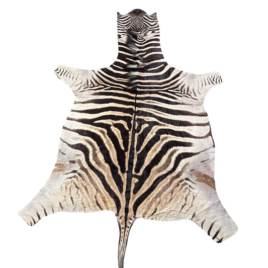 Real Zebra Skin Rug Hide # 45 Size: 7.3 X 5.5 feet Genuine Burchells Zebra Hide