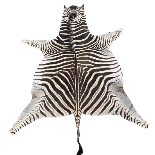 Real Zebra Skin Rug Hide # 46 Size: 7 X 6 feet Genuine Burchells Zebra Hide