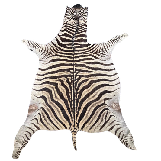 Real Zebra Skin Rug Hide #47 HUGE Size: 9 X 7 feet Genuine Burchells Zebra Hide