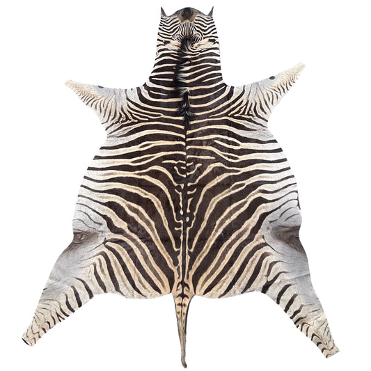 Real Zebra Skin Rug Hide # 49 Size: 8 X 6.3 feet Genuine Brown Stripe Zebra Hide