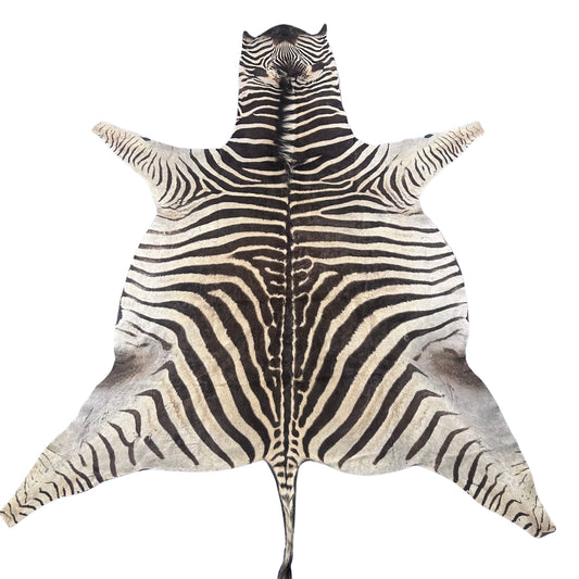 Real Zebra Skin Rug Hide # 51 Size: 8 X 6.7 feet Genuine Brown Striped Zebra