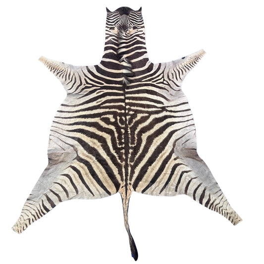 Real Zebra Skin Rug Hide # 54 Size: 7.5 X 6.5 feet Genuine Burchells Zebra Hide