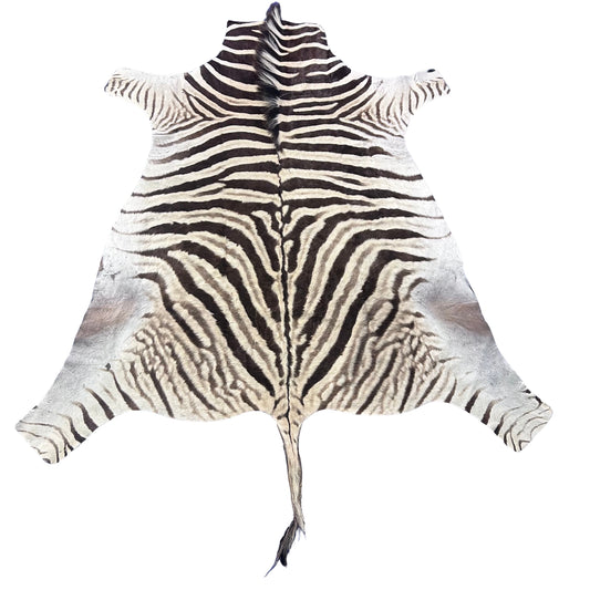 Real Zebra Skin Rug Hide # 55 Size: 6X6 feet Genuine Burchells Zebra Hide