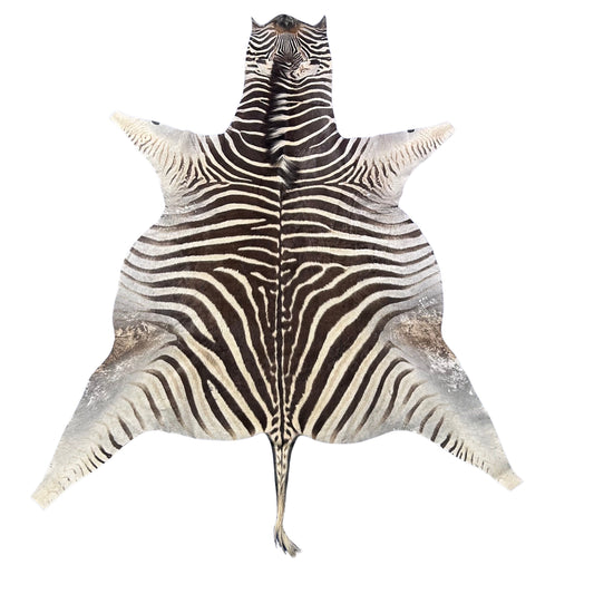 Real Zebra Skin Rug Hide # 59 Size: 8 X 6 feet Genuine Burchells Zebra Hide
