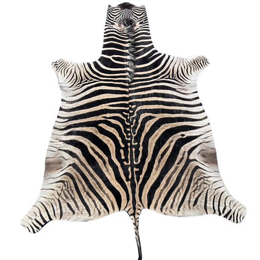 Zebra Skin Rug # 64 (Tail is 31") Size: 8x6 feet