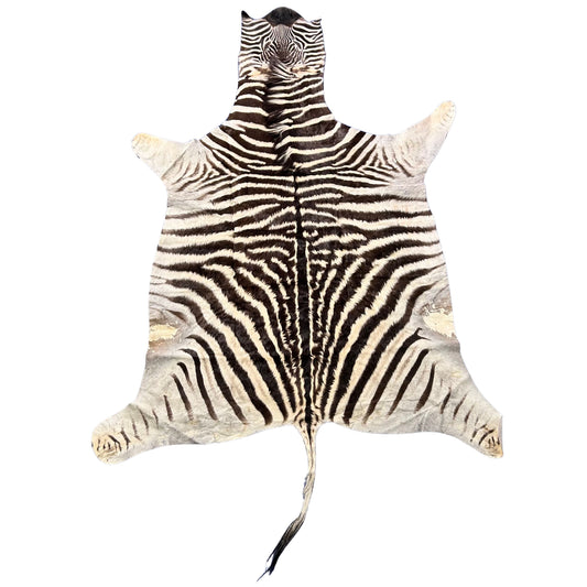 Real Zebra Skin # 88 (curly Hair/tail is about 23") Size: 86x62"