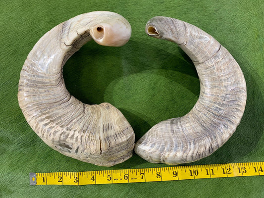 Polished Ram Horn Shofar (Sizes vary - nice one can be around 22" around curve)