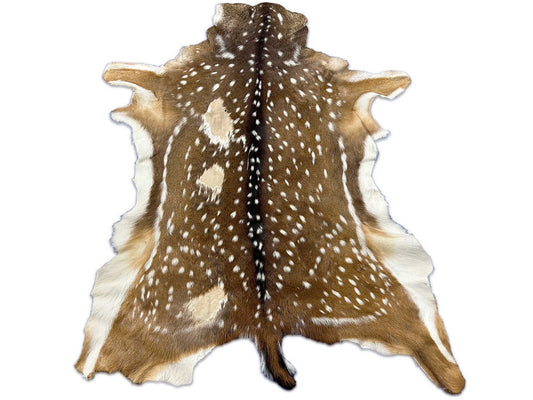 Peau de cerf Axis de deuxième catégorie (quelques zones chauves et un trou de balle) Taille : 52x41" Axis-721
