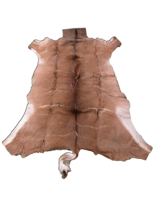 Tapis en peau de koudou (quelques cicatrices, poils assez longs, queue de 33 cm, tannage dur, plus rigide que les peaux de vache) Taille : 140 x 124 cm B-260