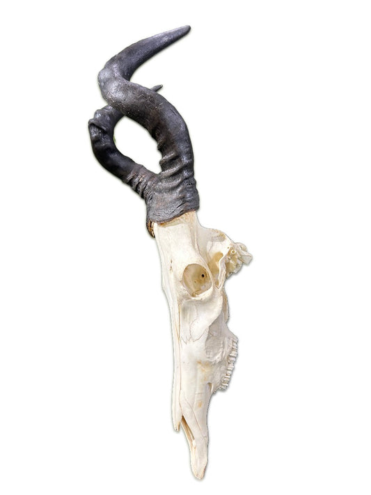 Huge Real Hartebeest Skull /Large Male Antelope Horns TAXIDERMY ANIMAL SKULL/ Red Hartebeest Skull