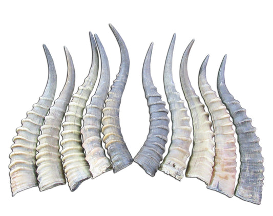 2 Blesbok Horns Size Approx. 14" (measured straight)