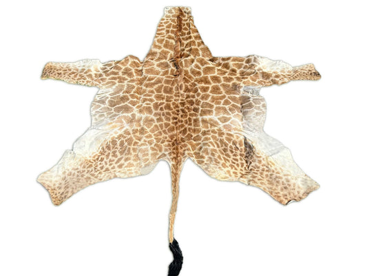 Real Giraffe Skin # 2 Body Size: 59X72 inch (excluding tail)