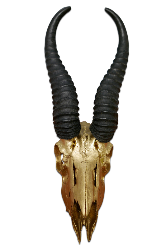 Real Springbok Skull Gold Spray Painted metal bracket African Antelope Horns