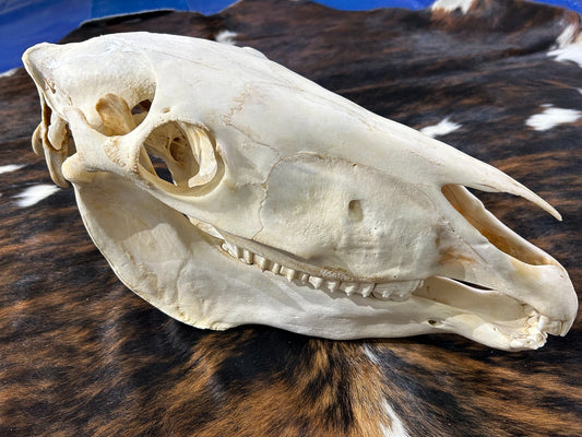 Crâne d'âne - Véritable crâne d'âne - Taille approximative : environ 11" de haut X 8" de large X 19" de profondeur