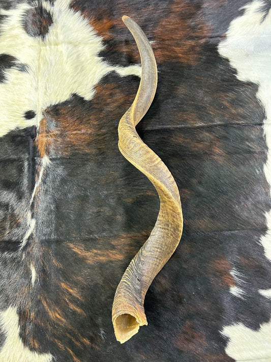 Giant Record Size Kudu Horns, African Antelope Outer Horns XXXLARGE Size: Approx. 51 3/4" measured around curls