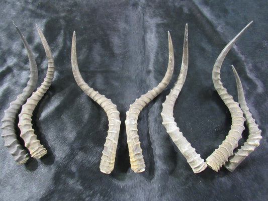 1 Impala Horn, African Antelope Horn - Average Size Approx. 18" (measured straight)