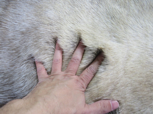 Peau de renne de Scandinavie Taille ÉNORME : 63" X 53" Peau de renne véritable K-129