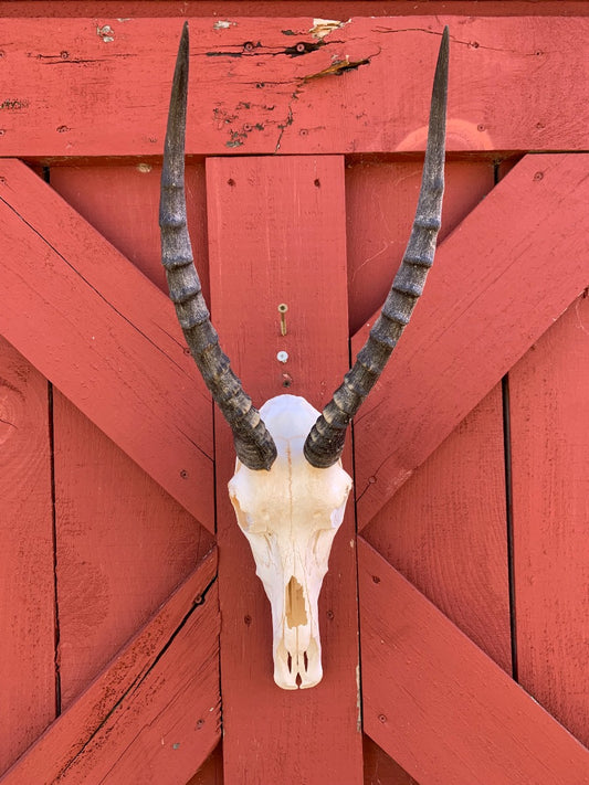Blesbok Skull - Size: 26HX9DX9W inches (Horns are 16")