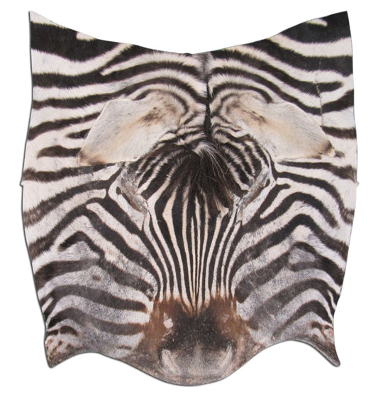 Real Zebra Face Leather - Size: 17" X 23" Genuine Zebra Head Skin