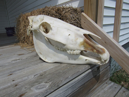 Zebra Skull - AVERAGE SIZE: 12 tall X 8 wide X 23 deep