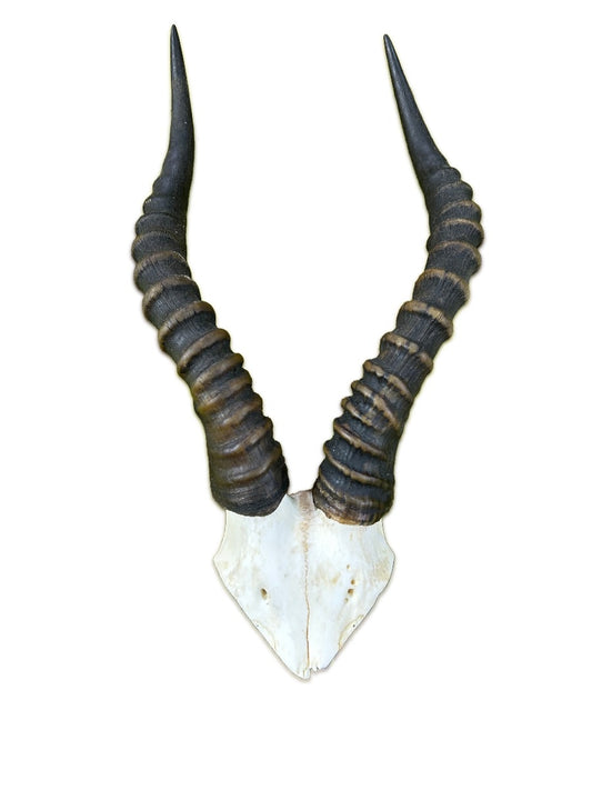 Blesbok Skull Cap - Horns are around 16 inches