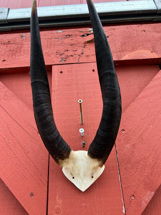 Trophy Bushbuck Antelope Horns - African Trophy Antelope Skull Cap Approximate Size: 17HX9WX3D inches