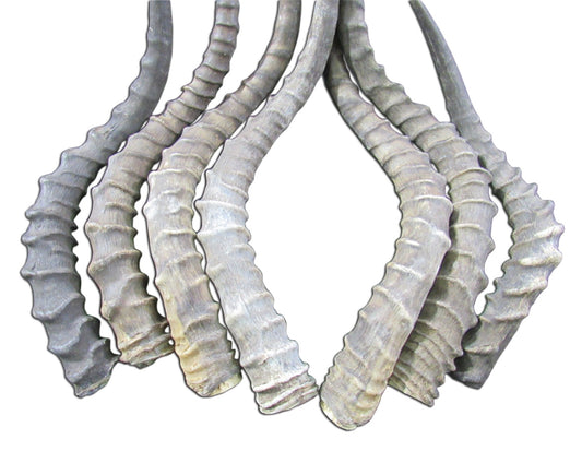 Real Impala Horn - Average Size Approx. 18" (measured straight)