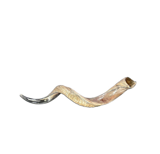 Yemenite Kudu Shofar Size L (Half Polished Half Natural) - Size: 36" to 40" (measured around curls)