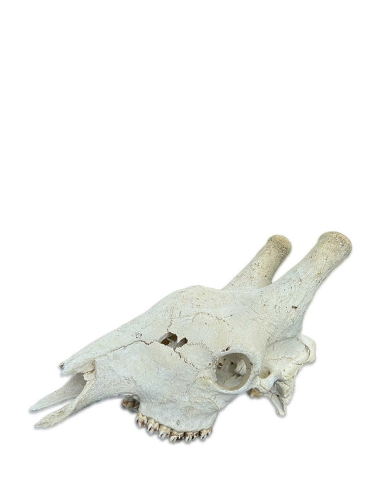 Real Giraffe Skull African Giraffe Cranium (25L X 13D X 14H inches) OLD SKULL