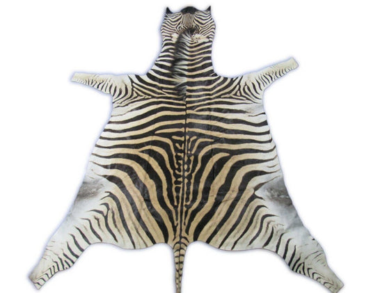 Tapis en peau de zèbre véritable GRANDE taille : 7,5 x 6,5 pieds NOUVEAU Tapis en peau de zèbre Burchell's Hide #131