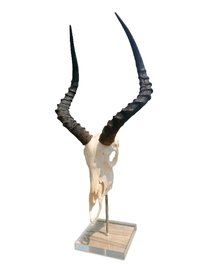 Real Impala Skull on Acrylic Stand African Antelope Horns - Genuine Deer Skull