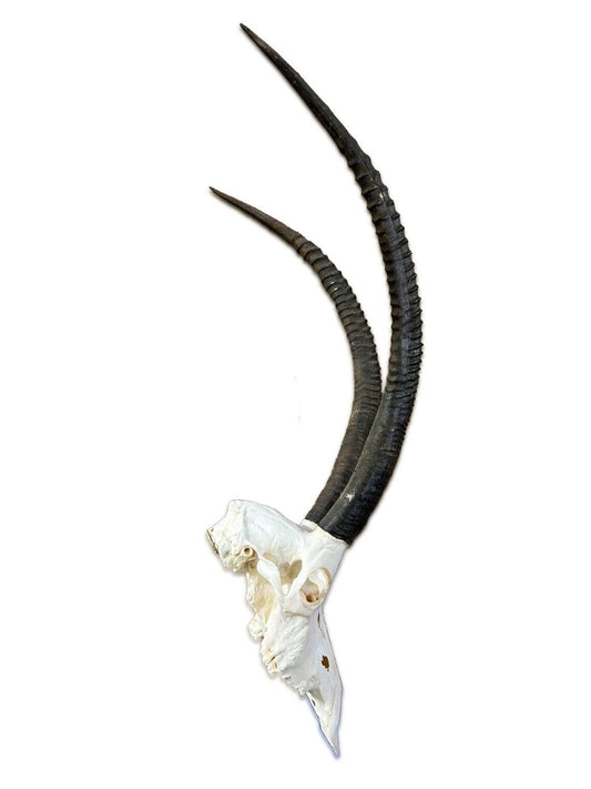Giant Sable Skull 32 1/2"- Deer Skull - Real African Antelope Horns - African Sable Trophy Antelope Skull
