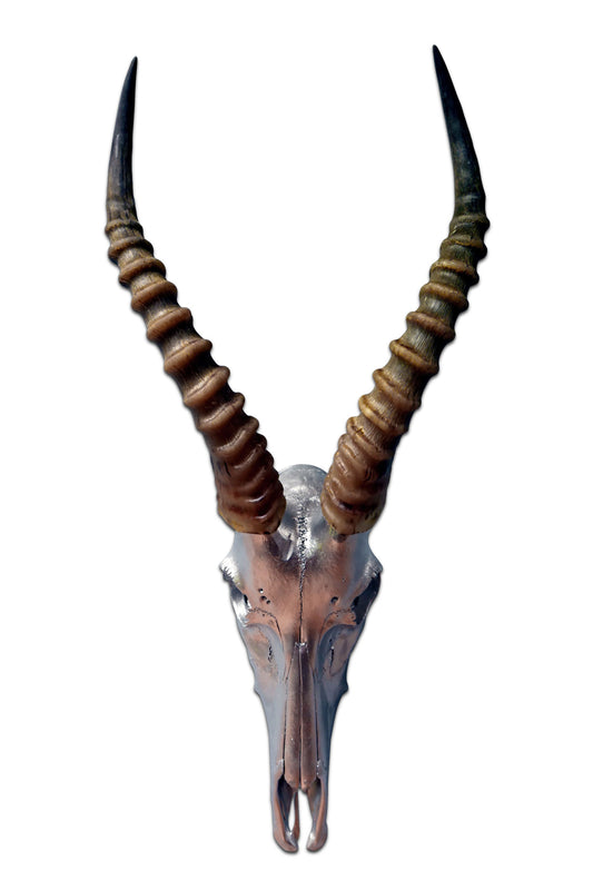 Real Blesbok Skull Silver Spray Painted with metal bracket African Antelope Horns