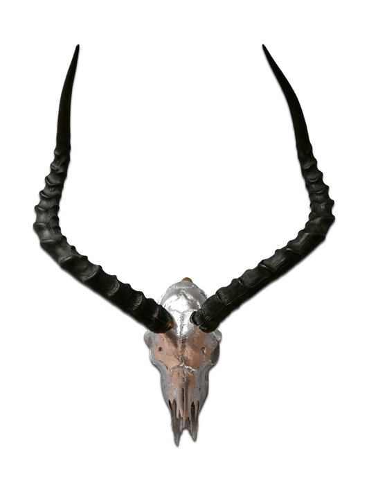 Real Impala Skull Silver Spray Painted African Antelope Horns/Antelope Skull