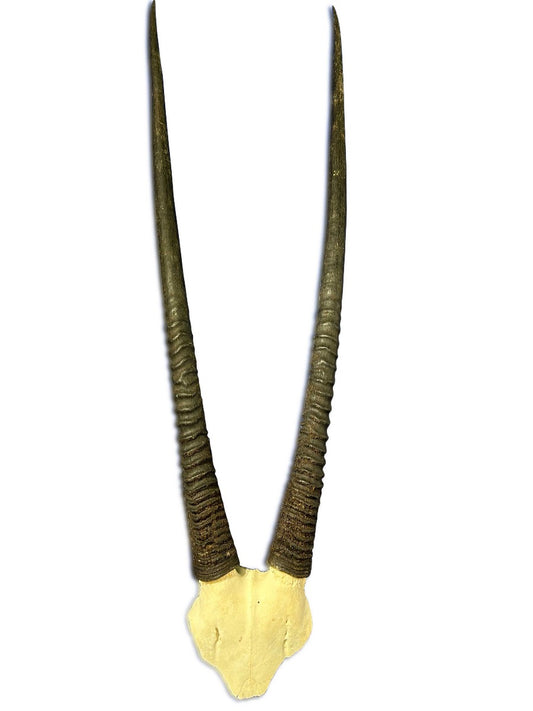 Crâne d'oryx en forme de V - Crâne d'antilope africaine Gemsbok (les cornes mesurent environ 34 pouces)