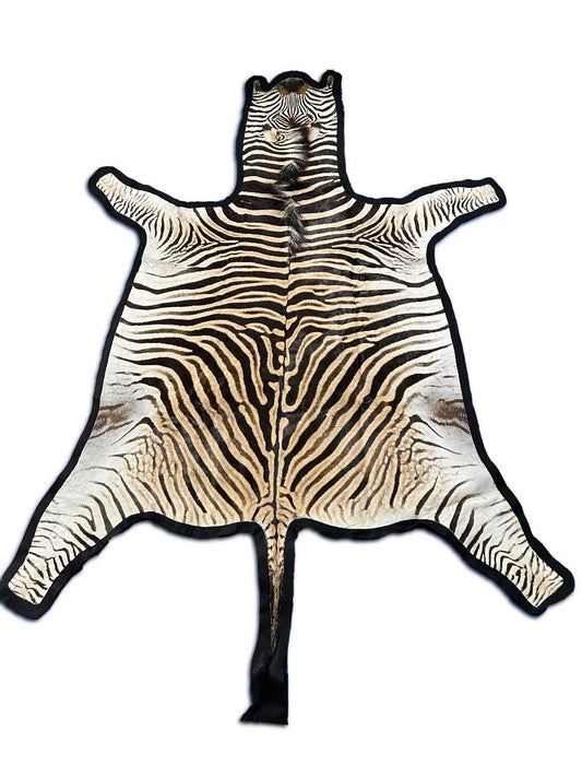Tapis en peau de zèbre véritable - Grande taille : 8x6 1/4 pieds NOUVEAU Tapis en peau de zèbre Burchell's Hide #128