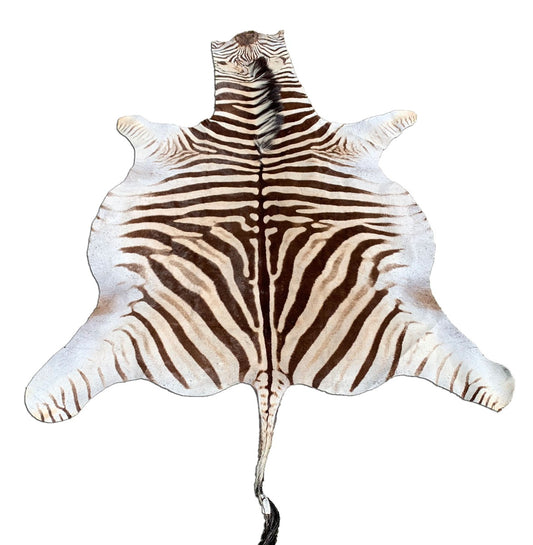 Magnifique tapis en peau de zèbre à rayures marron # 104 (quelques points, la queue mesure 29") Taille : 8x6 pieds