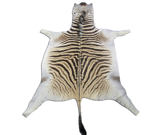 Tapis en peau de zèbre (queue de 86 cm) Taille : 7,2 x 6 pieds # 124