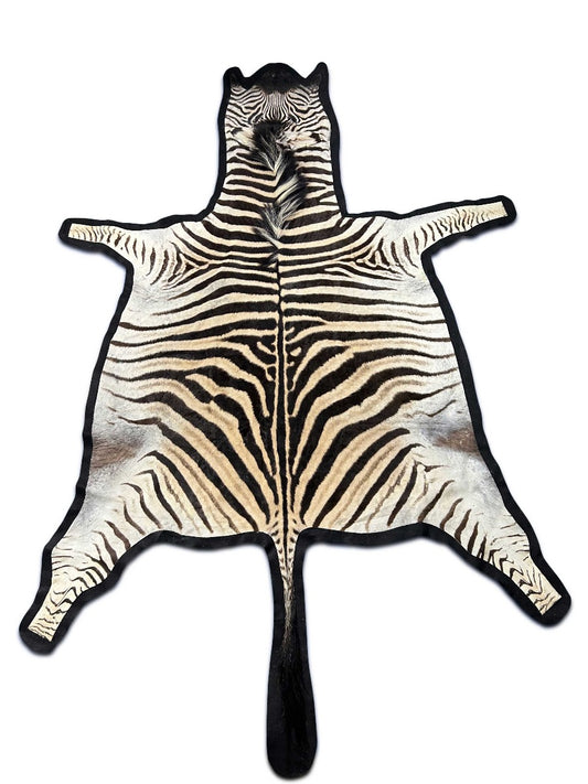 Tapis en peau de zèbre véritable grande taille : 7 1/4 x 6 1/2 pieds NOUVEAU Tapis zèbre Burchell #134