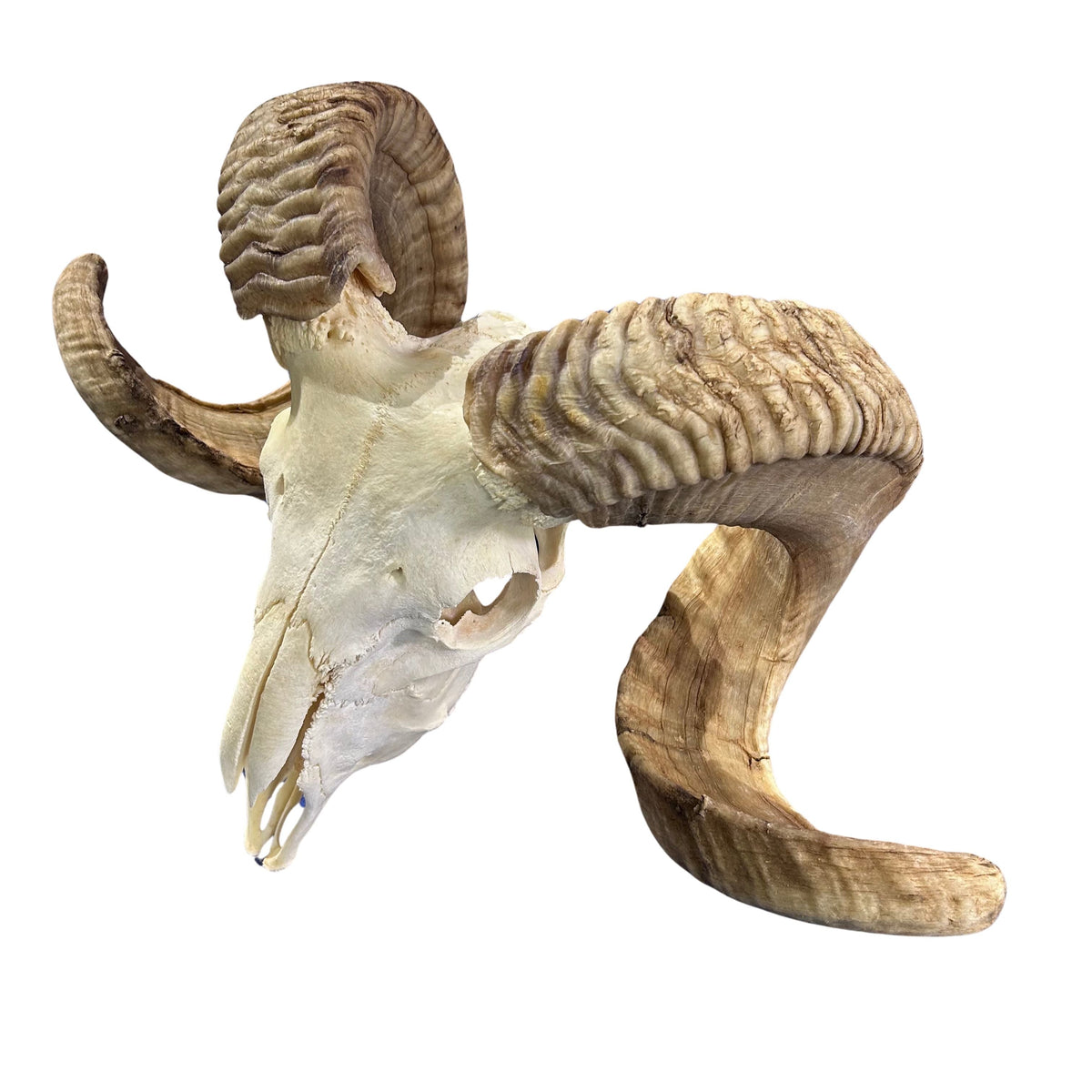 preserved real ram skull on a white background