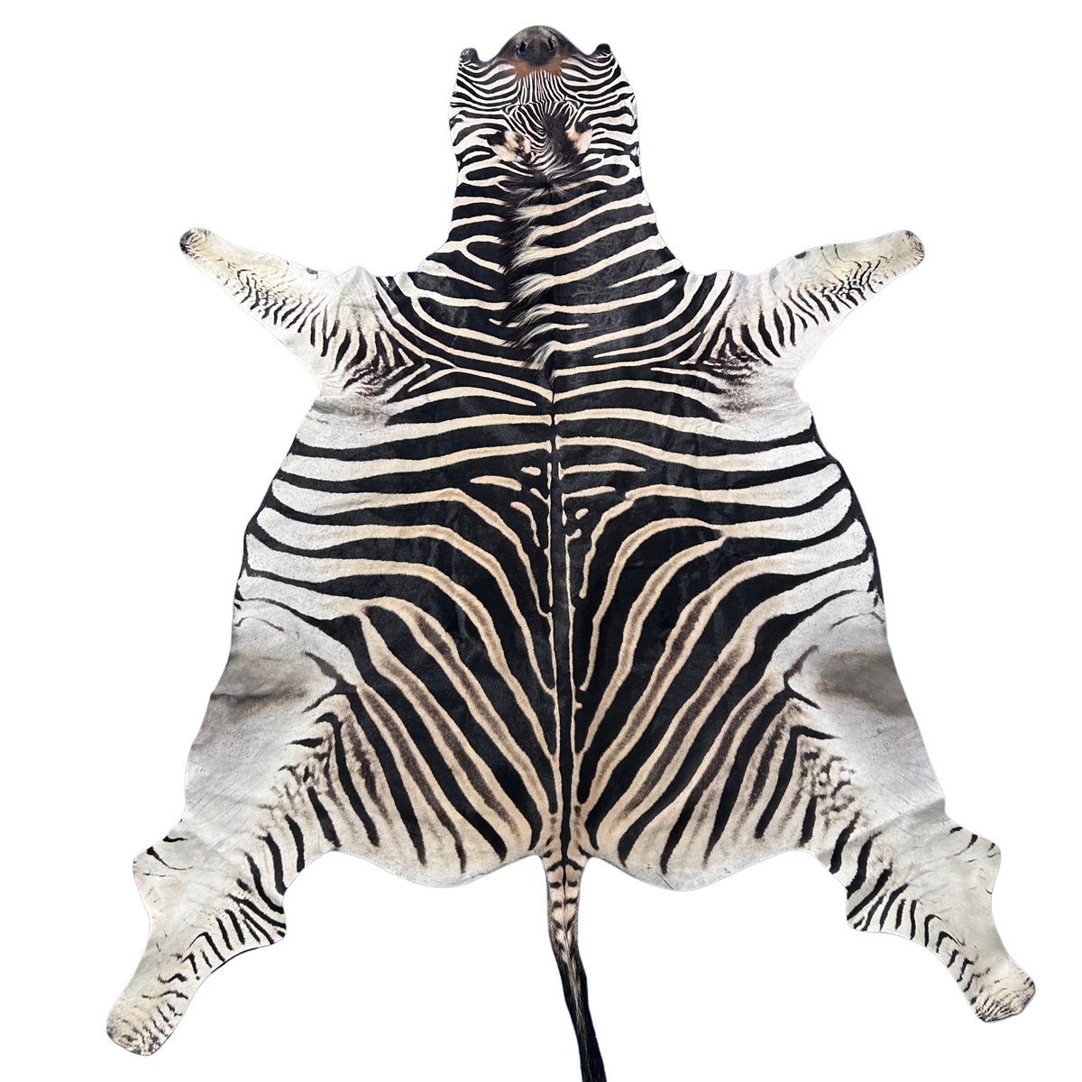 burchells zebra skin rug on a white background