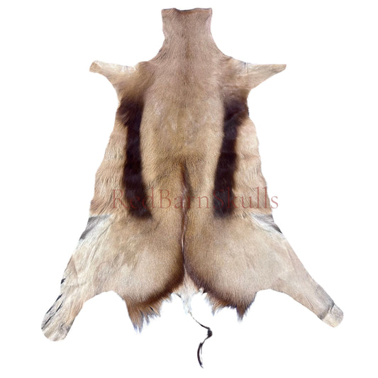 Copper Springbok Skin - Deer Leather Rug Deer skin for pillows, wallets, hand bags, deer floor rug Naturally Copper Springbok Hide