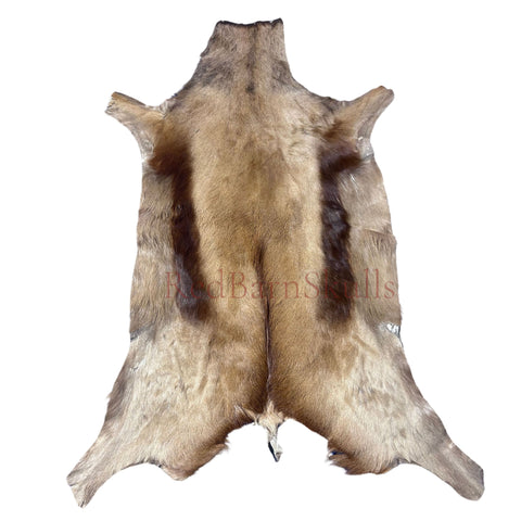 Copper Springbok Skin - Deer Leather Rug Deer skin for pillows, wallets, hand bags, deer floor rug Naturally Copper Springbok Hide