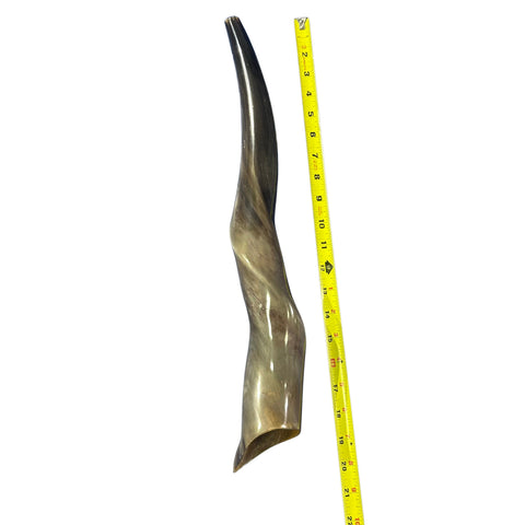Eland Yemenite Shofar - Genuine Antelope Horn - Around 20" long - Judaica Trumpet Kosher-made Eland antelope horn shofar Eland Horn Trumpet