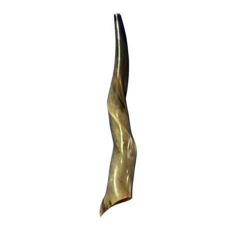 Eland Yemenite Shofar - Genuine Antelope Horn - Around 20" long - Judaica Trumpet Kosher-made Eland antelope horn shofar Eland Horn Trumpet