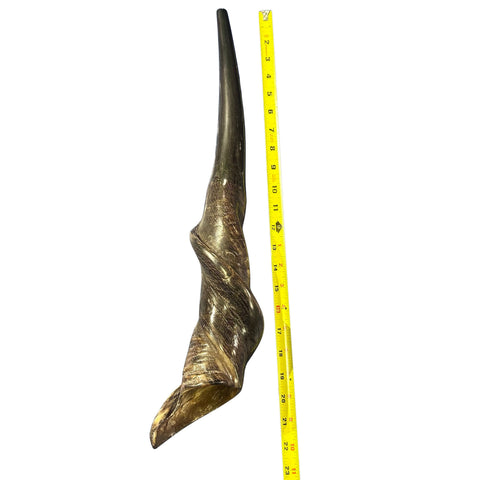 Eland Yemenite Shofar - Genuine Antelope Horn - Around 21" long - Judaica Trumpet Kosher-made Eland antelope horn shofar Eland Horn Trumpet