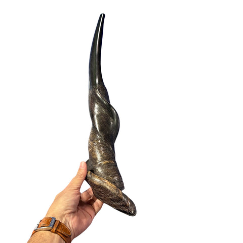 Eland Yemenite Shofar - Genuine Antelope Horn - Around 21" long - Judaica Trumpet Kosher-made Eland antelope horn shofar Eland Horn Trumpet