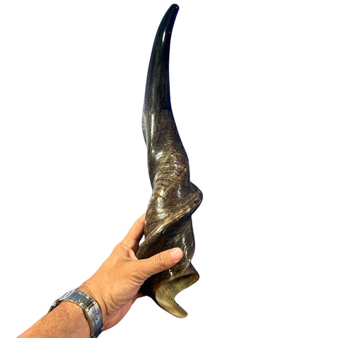 Eland Yemenite Shofar - Genuine Antelope Horn - Around 22" long - Judaica Trumpet Kosher-made Eland antelope horn shofar Eland Horn Trumpet