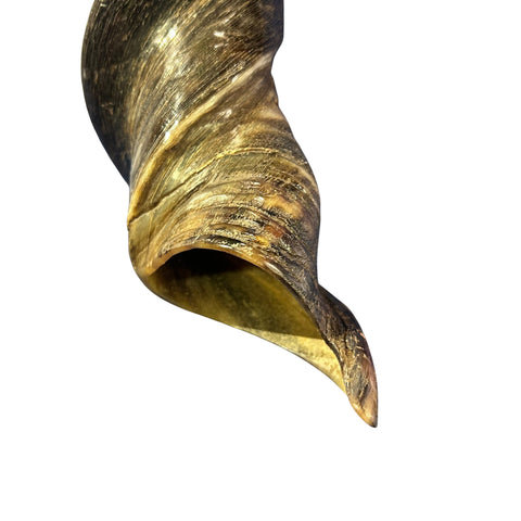 Eland Yemenite Shofar - Genuine Antelope Horn - Around 22" long - Judaica Trumpet Kosher-made Eland antelope horn shofar Eland Horn Trumpet
